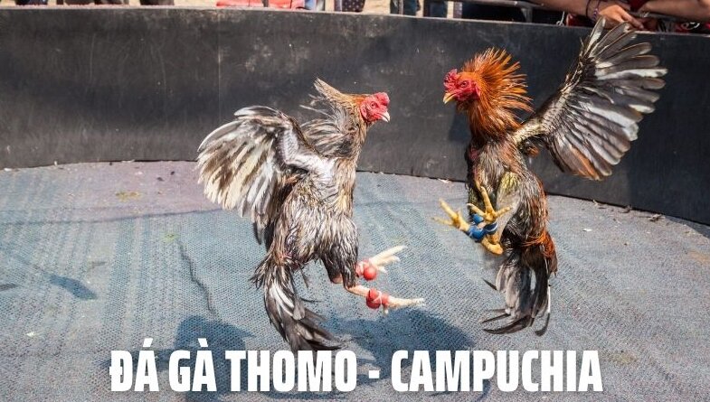 Trực tiếp đá gà bên Thomo của Cambodia có gì thú vị