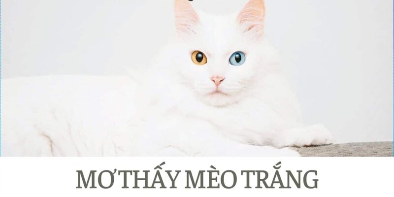 Mơ thấy con mèo số mấy? Giải đáp ngay cho bet thủ