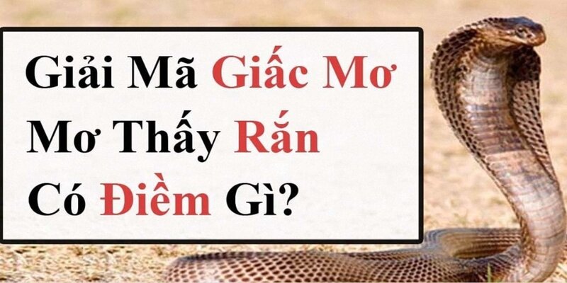 Nằm mơ thấy rắn đánh số gì - Giải đáp từ các chuyên gia