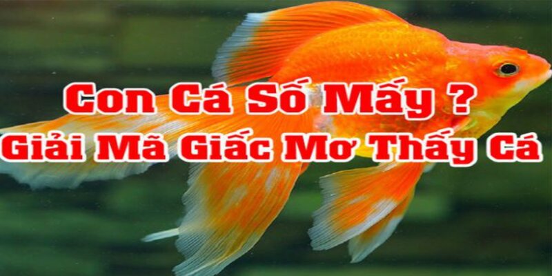 Mơ thấy cá nên đánh số gì dễ trúng?