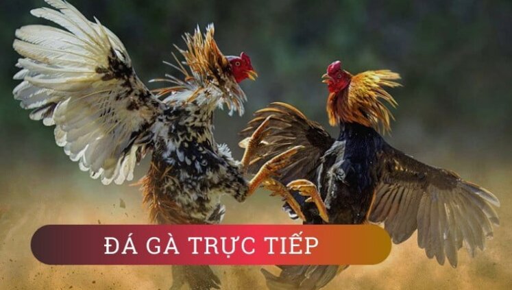 Trực tiếp đá gà tre tại các trường gà quốc tế